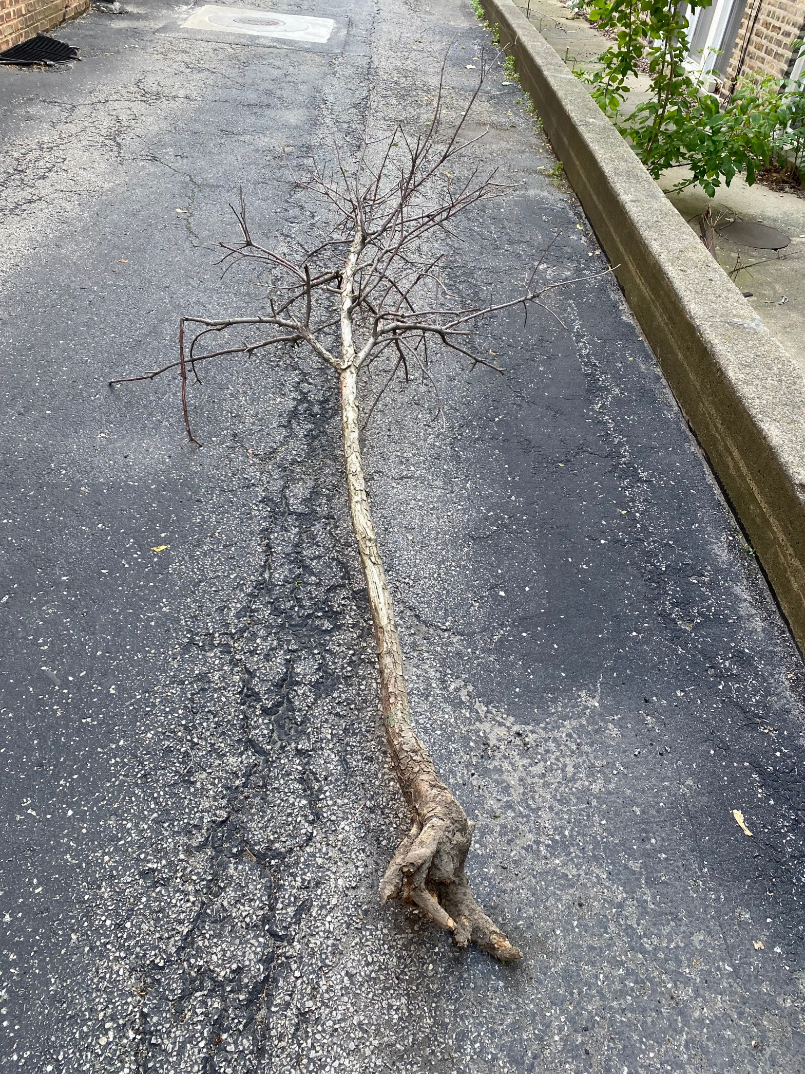 It started because of a sick looking&nbsp;tree