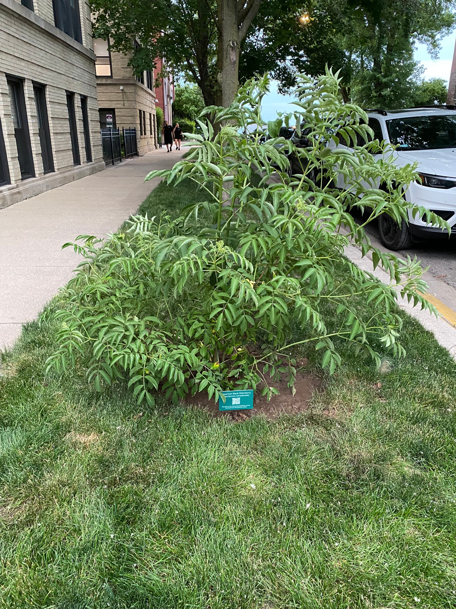 The Elderberry Chronicles